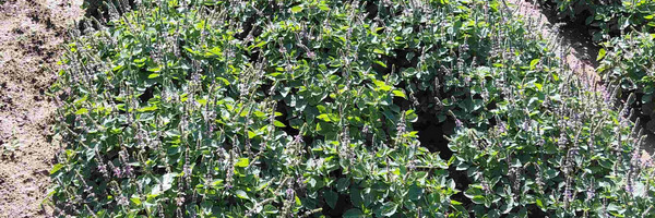 Tulsikraut-Feld