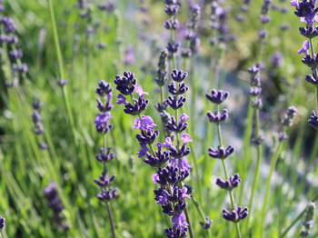 Lavendelblüten